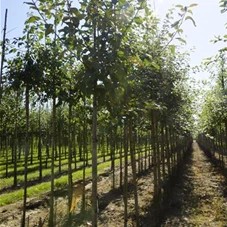 Malus sylvestris CAC - Baum, H 3xv mDb 10- 12