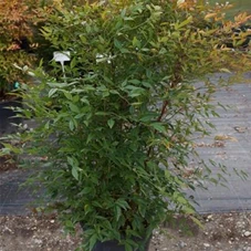 Nandina domestica, C 25 100- 125