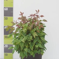 Nandina domestica 'Firepower' - Mediterranes, C 9 