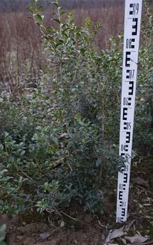 Osmanthus burkwoodii - Heckenpflanzen