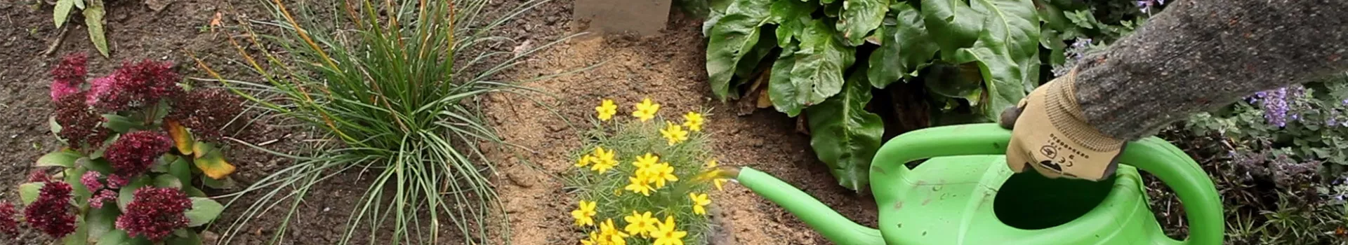 Mädchenauge - Einpflanzen im Garten