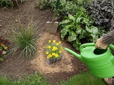 Mädchenauge - Einpflanzen im Garten