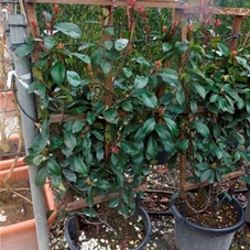 Photinia fraseri 'Red Robin' - Formgehölze, C Spalier 120- 80