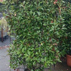 Photinia fraseri 'Red Robin' - Formgehölze, C Spalier 150- 100