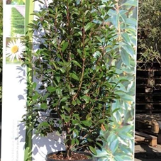 Photinia fraseri 'Red Robin' - Heckenpflanzen, C 35 175- 200