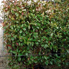 Photinia fraseri 'Red Robin' - Formgehölze, H C 110 Spalier 180- 120