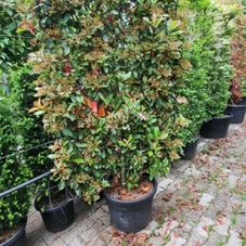 Photinia fraseri 'Red Robin' - Formgehölze, C Spalier 200- 120