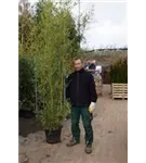 Goldrohrbambus - Phyllostachys aurea