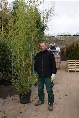 Goldrohrbambus - Phyllostachys aurea