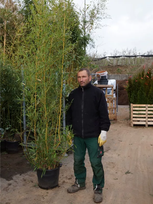 Goldrohrbambus - Phyllostachys aurea