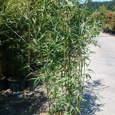 Phyllostachys bissetii, C 15 200- 250