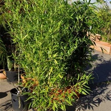 Phyllostachys bissetii, C 10 150- 200