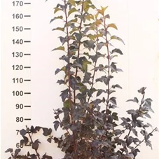 Physocarpus opulifolius 'Diable d'Or' -R-, MB 125- 150