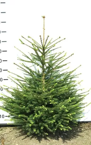 Picea abies - Nadeln - Koniferen