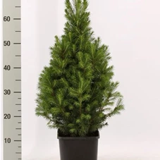 Picea glauca 'Conica', C 3 40- 50