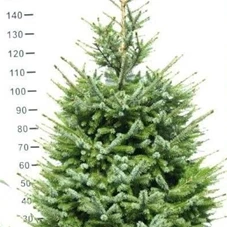 Picea omorika, MB 150- 175