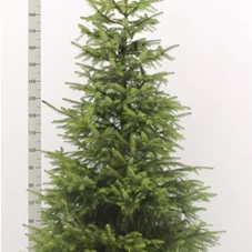 Picea omorika, C 35 150- 175