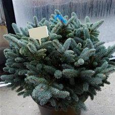 Picea pungens 'Glauca Globosa', C 25 50- 60