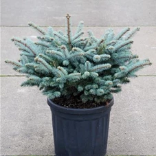 Picea pungens 'Glauca Globosa', C 20 40- 50