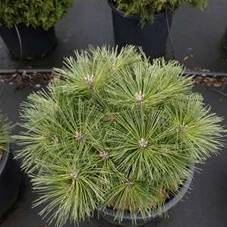 Pinus nigra 'Globosa', C 20 40- 45