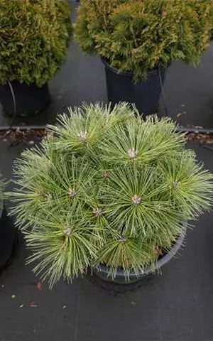 Pinus nigra 'Globosa'