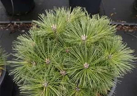 Pinus nigra 'Globosa' - Zwerg-Schwarzkiefer 'Globosa'