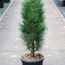 Pinus nigra 'Green Tower', C 25 80- 100