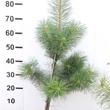 Pinus sylvestris - Nadeln - Koniferen, MB 80- 100