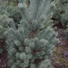 Pinus sylvestris - Nadeln - Koniferen, 3xv mB 100- 125