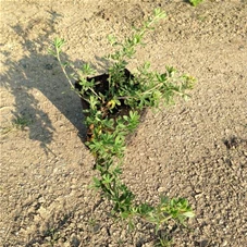 Potentilla 'Elizabeth', P 1 20- 30