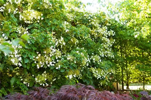 Kletterhortensie - Hydrangea petiolaris - Heckenelemente