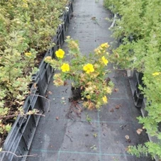 Potentilla 'Goldteppich', P 1 20- 30