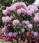 Rhododendron-Hybride 'Furnivall's Daughter' - Rhododendron Hybr.'Furnivall's Daughter' III