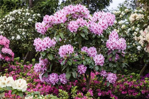 Rhododendron-Hybride 'Furnivall's Daughter' - Rhododendron Hybr.'Furnivall's Daughter' III