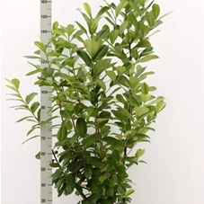 Prunus lauroc.'Novita', C 5 - Aktion 100-