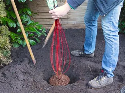 Hartriegel - Einpflanzen im Garten