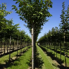 Prunus serrulata 'Kanzan' CAC - Baum, H 3xv mDb 14- 16