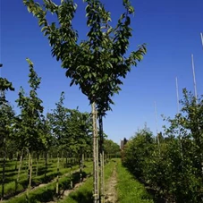 Prunus serrulata 'Kanzan' CAC - Baum, H 3xv mDb 18- 20