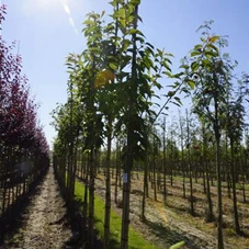 Prunus serrulata 'Kanzan' CAC - Baum, H C 35 8- 10