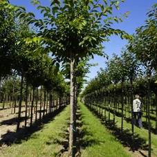 Prunus yedoensis CAC - Baum, H 3xv mDb 14- 16