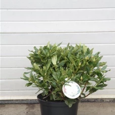 Rhododendron Hybr.'Cunningham's White' I, C 10 50- 60