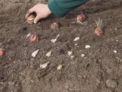 Blumenzwiebeln - Einpflanzen im Garten