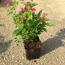 Spiraea japonica 'Anthony Waterer', P 1 20- 30