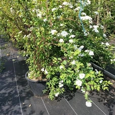 Spiraea vanhouttei - Ziergehölze, C 20 100- 125