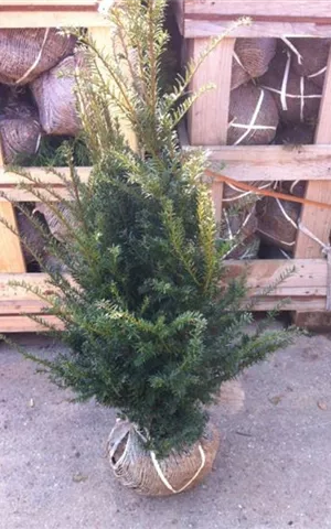 Taxus baccata - Heckenpflanzen