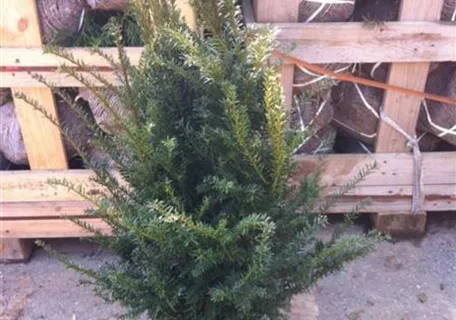 Taxus baccata - Heckenpflanzen - Heimische Eibe