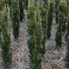 Taxus baccata 'Fastigiata Aurea', MB 80- 100