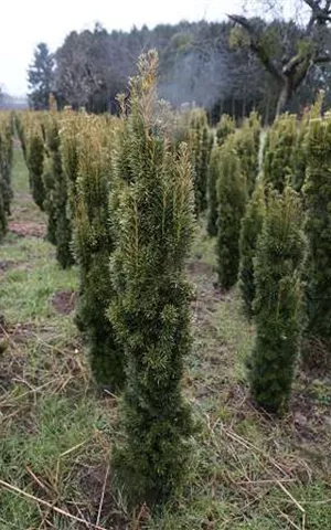 Taxus baccata 'Fastigiata Aurea'