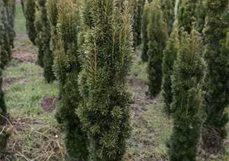 Taxus baccata 'Fastigiata Aurea' - Gold-Säuleneibe