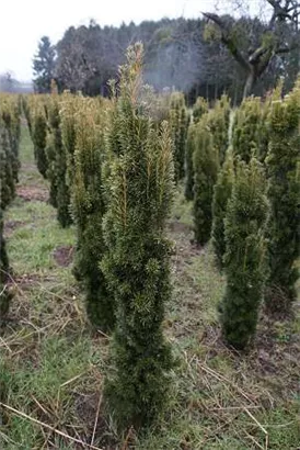 Gold-Säuleneibe - Taxus baccata 'Fastigiata Aurea'